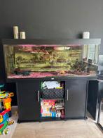 Juwel 450 liter met oase biomaster 850 pomp, Dieren en Toebehoren, Ophalen, Gebruikt, Gevuld zoetwateraquarium