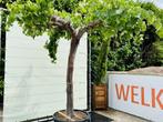 Druivenboom - Oude druif op hoge stam - stamomvang 30-50 cm, 100 tot 250 cm, Zomer, Volle zon, In pot