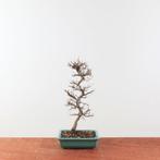 Bonsai Ulmus Parviflora 'Japan', Tuin en Terras, Planten | Bomen, In pot, Minder dan 100 cm, Halfschaduw, Overige soorten