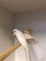 Mooie gele en witte grasparkieten, Dieren en Toebehoren, Vogels | Parkieten en Papegaaien