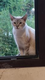 MJM Dogs Foundation: Thor, Dieren en Toebehoren, Katten en Kittens | Overige Katten, Kater, Kortharig, 0 tot 2 jaar