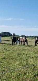 Stal aangeboden :, Weidegang, 1 paard of pony