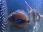 Uaru, Dieren en Toebehoren, Vissen | Aquariumvissen, Vis