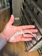1.0 macksnow raptor het blizzard luipaardgekko, Dieren en Toebehoren, Reptielen en Amfibieën, Hagedis, Tam, 0 tot 2 jaar