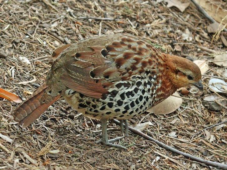 Verschillende patrijzen | Passend advies, Dieren en Toebehoren, Pluimvee, Overige soorten, Meerdere dieren