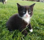 Nog 1 kitten Pers x ragdoll x htk katertje, Kater, Kortharig, 0 tot 2 jaar