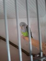 Gevraagd agapornis cana pop, Dieren en Toebehoren, Vrouwelijk, Dwergpapegaai of Agapornis