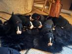 Berner Sennen pups, Dieren en Toebehoren, Rabiës (hondsdolheid), Overige rassen, 8 tot 15 weken, Meerdere
