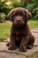 Bruine labrador pups verwacht!  Met stamboom!, Dieren en Toebehoren, 8 tot 15 weken, Labrador retriever, Parvo, Meerdere