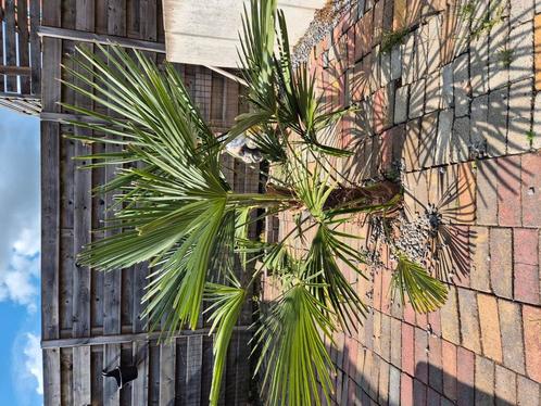 Palm bomen, Tuin en Terras, Planten | Bomen, Palmboom, 100 tot 250 cm, Volle zon, Zomer, Ophalen of Verzenden