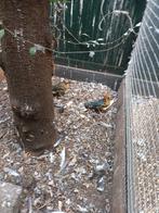 Damalijster, Dieren en Toebehoren, Meerdere dieren