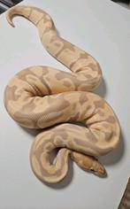 Toffino 100%Clown(bewezen kweekman) Python regius, Dieren en Toebehoren, Slang
