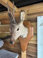 Taxidermie Ree Hoofd met Gewei, Ophalen