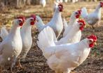 Witte leghorn, Vrouwelijk, Kip