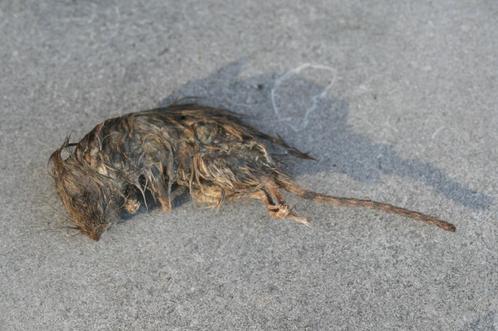 gemummificeerde muis, Verzamelen, Dierenverzamelingen, Zo goed als nieuw, Opgezet dier, Wild dier, Verzenden