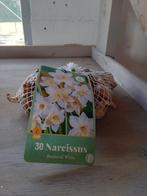 Actie narcissen, Ophalen of Verzenden, Volle zon