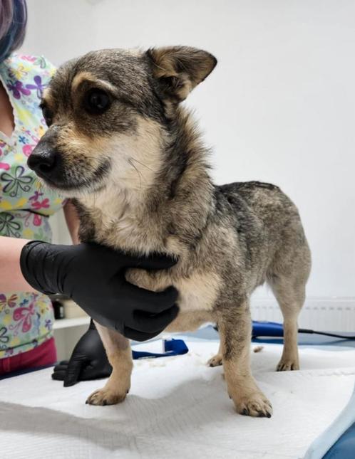 Maxi zoekt een baasje, Dieren en Toebehoren, Honden | Niet-rashonden, Klein, Reu, Handelaar, Eén hond, Buitenland, 3 tot 5 jaar