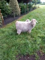 Angora geiten, Dieren en Toebehoren, Schapen, Geiten en Varkens, Vrouwelijk, Geit, 3 tot 5 jaar