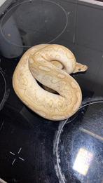 Mojave lemon lesser pastel (bel)koningspython, Dieren en Toebehoren, Reptielen en Amfibieën, Slang, 0 tot 2 jaar