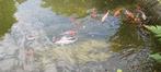 KOI VISSEN, Dieren en Toebehoren, Vissen | Vijvervissen, Karper of Koi