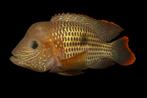Zuid Amerikaanse Cichliden: Aequidens rivulatus, Dieren en Toebehoren, Vis, Zoetwatervis