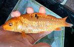 Oranje Doitsu koi! Perfecte rijenkarper aan beide kanten!, Dieren en Toebehoren, Karper of Koi