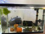 Garnalen aquarium, Ophalen of Verzenden