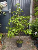 Cornus Kousa Karnoelje, Tuin en Terras, Planten | Bomen, Ophalen, Volle zon, Overige soorten, Minder dan 100 cm