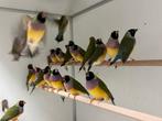 Gouldamadines - Chloebia gouldiae, Dieren en Toebehoren, Meerdere dieren, Tropenvogel, Geringd
