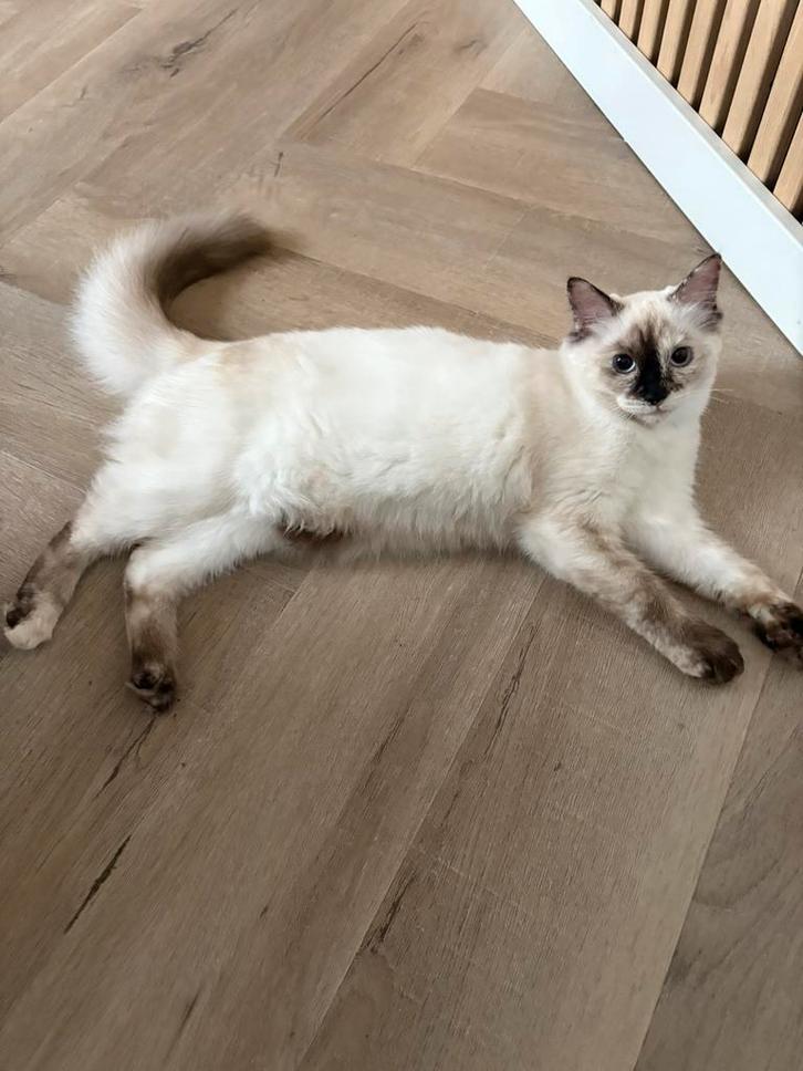 1 Ragdoll poesje met stamboom: mag  verhuizen., Dieren en Toebehoren, Katten en Kittens | Raskatten | Langhaar, Meerdere dieren