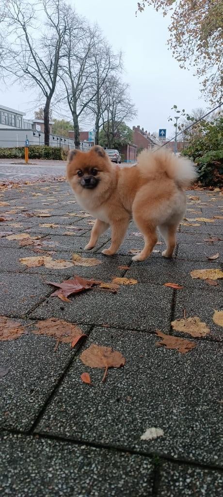 Rode Pomeranian Dekreu, Dieren en Toebehoren, Reu, 1 tot 2 jaar, Parvo, Eén hond
