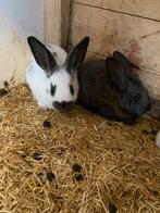 Lotharinger konijntjes te koop, Dieren en Toebehoren, Konijnen, Meerdere dieren, Groot, 0 tot 2 jaar