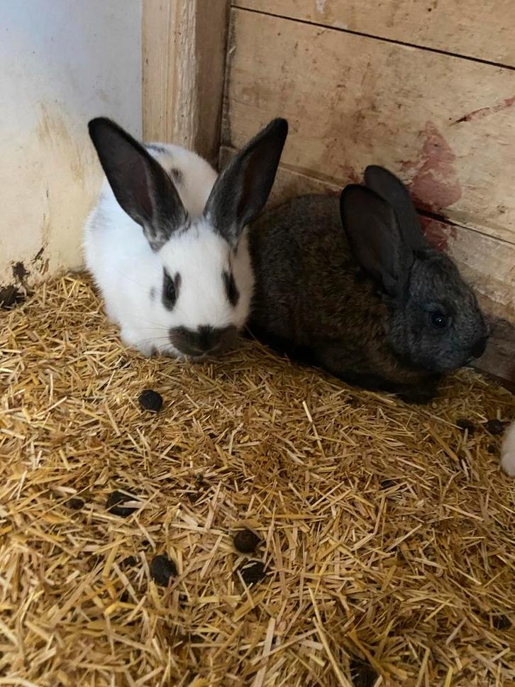 Lotharinger konijntjes te koop, Dieren en Toebehoren, Konijnen, Groot, Meerdere dieren, 0 tot 2 jaar