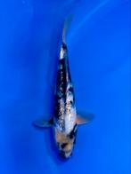 VHQ Tateshita Ginrin Shiro Utsuri 25-30cm Japanse koi, Karper of Koi