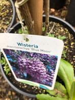 Blauwe regens of wisteria div soorten komen in knop 14,95, Tuin en Terras, Planten | Tuinplanten, Halfschaduw, Zomer, Vaste plant