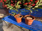 Geënte Walnoten in Pot - Leuk Cadeau!, Tuin en Terras, Planten | Bomen, Bloeit niet, Overige soorten, Minder dan 100 cm, Ophalen