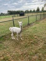 Alpaca hengst, Dieren en Toebehoren, Juni, Mannelijk