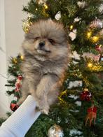 Pomeriaan/ Teefje,Reutje/Pups/Bearface, Dieren en Toebehoren, 8 tot 15 weken, Teef, Eén hond, Nederland