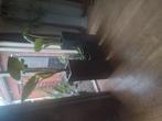 Alocasia plant,oliefantsoor., Huis en Inrichting, Kamerplanten, Ophalen, Halfschaduw, Minder dan 100 cm