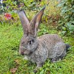 Lieve, fors gebouwde Duitse reus ram, volledig gevaccineerd, Dieren en Toebehoren, Konijnen, Mannelijk, Groot, 0 tot 2 jaar