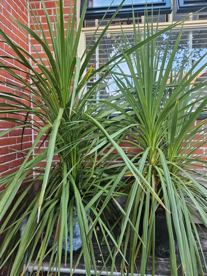 De laatste 2 Cordyline Australis van 49,95 voor 35 euro pst, Tuin en Terras, Bloembollen en Zaden, Zaad, Gehele jaar, Halfschaduw