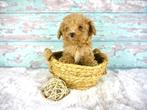 Exclusieve Mini Maltipoo Pups beschikbaar, Poedel, Parvo, 8 tot 15 weken, Meerdere