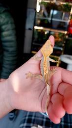 Wimpergekko baby te koop., Dieren en Toebehoren, Reptielen en Amfibieën, Hagedis, Tam, 0 tot 2 jaar