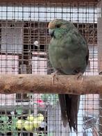 Kakariki, Dieren en Toebehoren, Mannelijk, Parkiet, Geringd