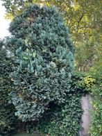 Grote blauwe conifeer kerstbakjes groen takjes bloemschikken, Ophalen, Conifeer, Haag, 250 cm of meer