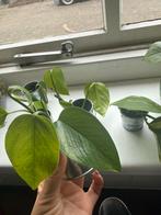 Diverse stekjes / planten te koop, Huis en Inrichting, Kamerplanten, Ophalen of Verzenden, Overige soorten, Minder dan 100 cm