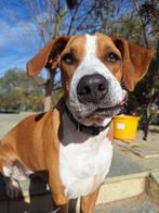 Faith – een kleine heldin met een groot hart, Dieren en Toebehoren, Particulier, Buitenland, Teef, Parvo