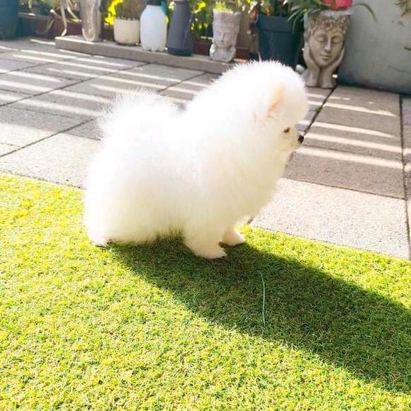 Exclusief WItte volbloed pomeriaan, Dieren en Toebehoren, Honden | Chihuahua's en Gezelschapshonden, Overige rassen, Fokker | Hobbymatig