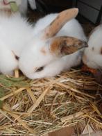 Konijntjes: Leeuwenkop (lionhead) x Nederlandse hangoor, Meerdere dieren, Middelgroot, 0 tot 2 jaar