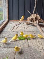 Kanaries (mannen), Dieren en Toebehoren, Vogels | Kanaries, Mannelijk, Kleurkanarie
